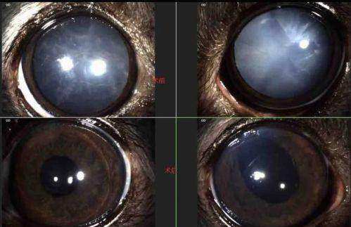 广东省人民医院（平洲分院）眼科