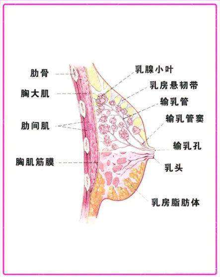 谭新东医生价格表
